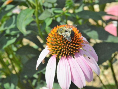 bee_coneflower_web72dpi.jpg