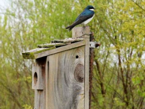 tree_swallow_on_box2_web72dpi.jpg