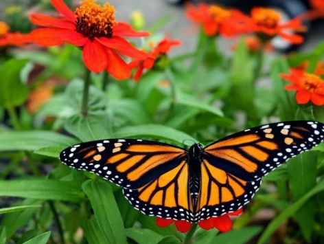 Plants_4_Pollinators_Garden_2019_09_08_163729874_1200x904px.jpg