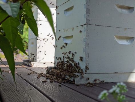 Zoo_HNY_Bee_Hives_2019_09_24_120713216_1200x904px.jpg