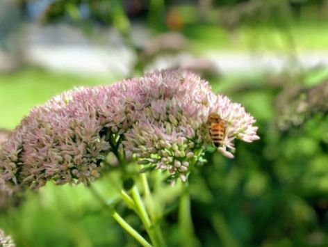 Plants_4_Pollinators_Garden_2019_09_07_155443589_1200x904px.jpg