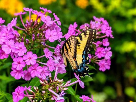 Butterfly-on-phlox-122218361-1200x904px.jpg